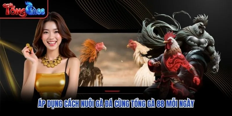 Áp dụng cách nuôi gà đá cùng Tổng Gà 88 mỗi ngày Áp dụng cách nuôi gà đá cùng Tổng Gà 88 mỗi ngày