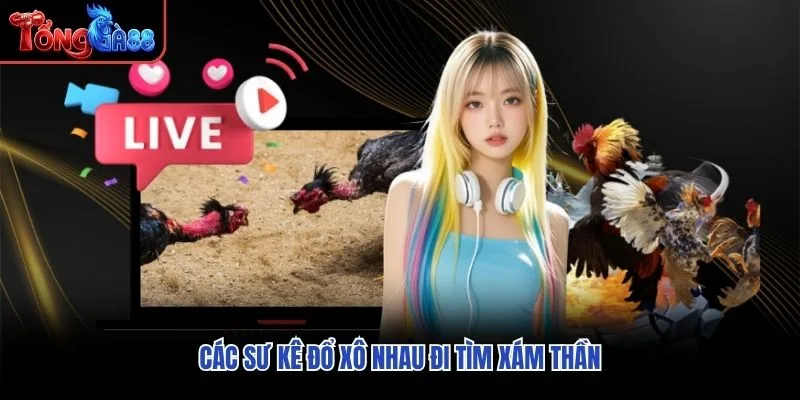 Các sư kê đổ xô nhau đi tìm xám thần Các sư kê đổ xô nhau đi tìm xám thần