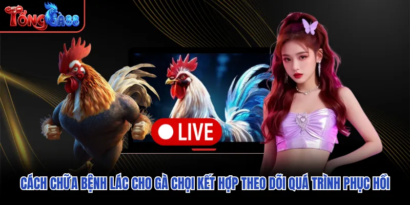 Cách chữa bệnh lác cho gà chọi kết hợp theo dõi quá trình phục hồi