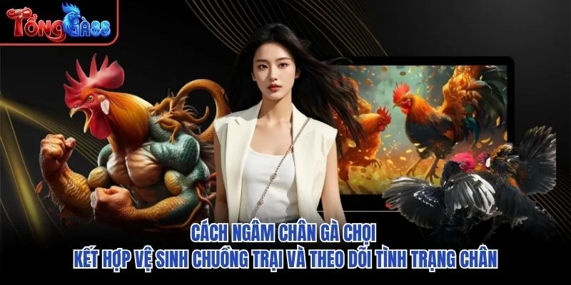 Cách ngâm chân gà chọi kết hợp vệ sinh chuồng trại và theo dõi tình trạng chân