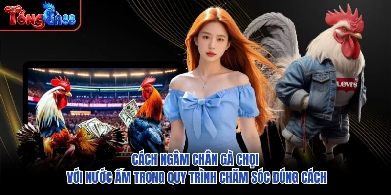 Cách ngâm chân gà chọi với nước ấm trong quy trình chăm sóc đúng cách