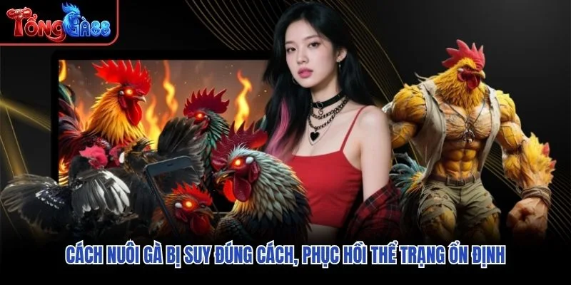 Cách Nuôi Gà Bị Suy Đúng Cách, Phục Hồi Thể Trạng Ổn Định