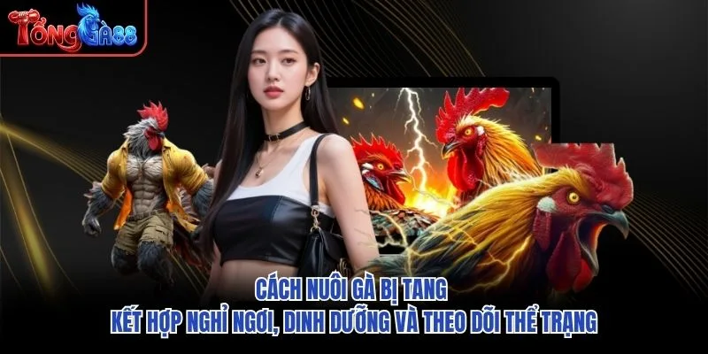 Cách nuôi gà bị tang kết hợp nghỉ ngơi, dinh dưỡng và theo dõi thể trạng
