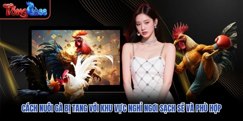 Cách nuôi gà bị tang với khu vực nghỉ ngơi sạch sẽ và phù hợp