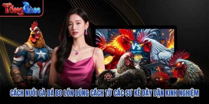 Cách nuôi gà đá bo lớn đúng cách từ các sư kê dày dặn kinh nghiệm Cách nuôi gà đá bo lớn đúng cách từ các sư kê dày dặn kinh nghiệm