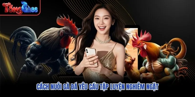 Cách nuôi gà đá yêu cầu tập luyện nghiêm ngặt Cách nuôi gà đá yêu cầu tập luyện nghiêm ngặt