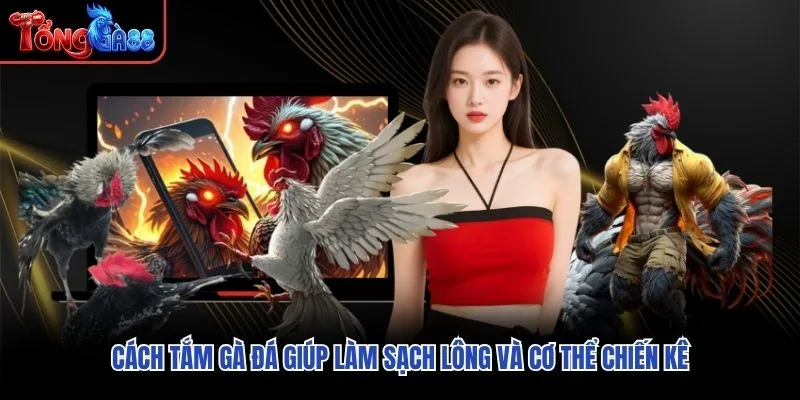 Cách tắm gà đá giúp làm sạch lông và cơ thể chiến kê Cách tắm gà đá giúp làm sạch lông và cơ thể chiến kê