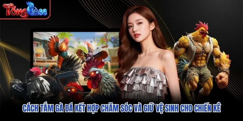 Cách tắm gà đá kết hợp chăm sóc và giữ vệ sinh cho chiến kê Cách tắm gà đá kết hợp chăm sóc và giữ vệ sinh cho chiến kê