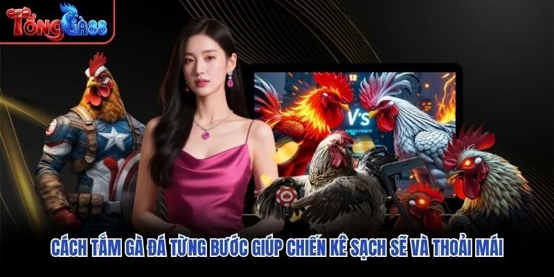 Cách tắm gà đá từng bước giúp chiến kê sạch sẽ và thoải mái Cách tắm gà đá từng bước giúp chiến kê sạch sẽ và thoải mái