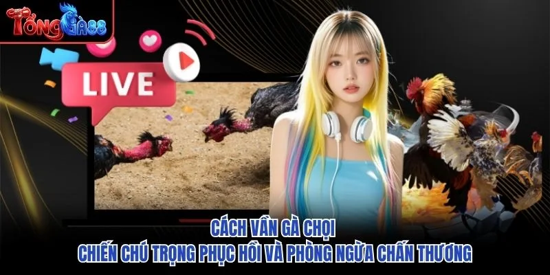 Cách vần gà chọi chiến chú trọng phục hồi và phòng ngừa chấn thương