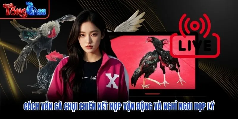 Cách vần gà chọi chiến kết hợp vận động và nghỉ ngơi hợp lý