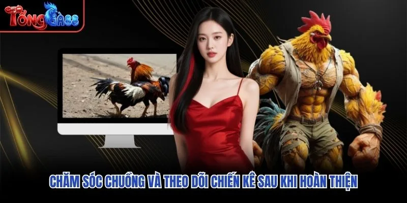 Chăm sóc chuồng và theo dõi chiến kê sau khi hoàn thiện