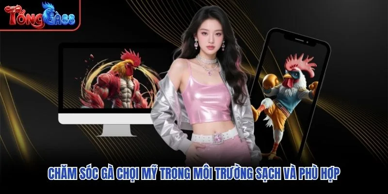 Chăm sóc Gà Chọi Mỹ trong môi trường sạch và phù hợp