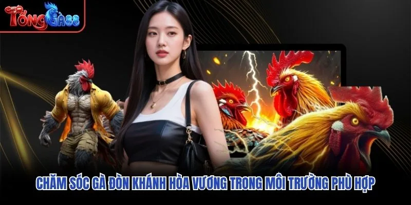 Chăm sóc Gà Đòn Khánh Hòa Vương trong môi trường phù hợp