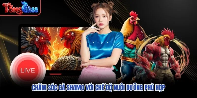Chăm sóc gà Shamo với chế độ nuôi dưỡng phù hợp Chăm sóc gà Shamo với chế độ nuôi dưỡng phù hợp