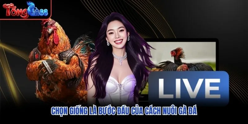 Chọn giống là bước đầu của cách nuôi gà đá Chọn giống là bước đầu của cách nuôi gà đá
