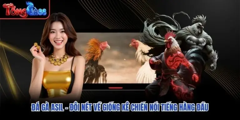 Đá Gà Asil – Đôi Nét Về Giống Kê Chiến Nổi Tiếng Hàng Đầu
