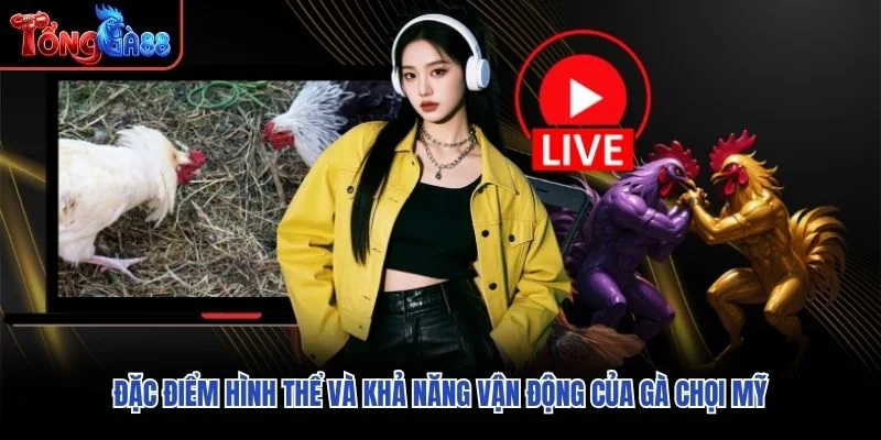 Đặc điểm hình thể và khả năng vận động của Gà Chọi Mỹ Đặc điểm hình thể và khả năng vận động của Gà Chọi Mỹ