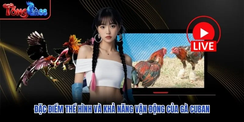 Đặc điểm thể hình và khả năng vận động của gà Cuban Đặc điểm thể hình và khả năng vận động của gà Cuban