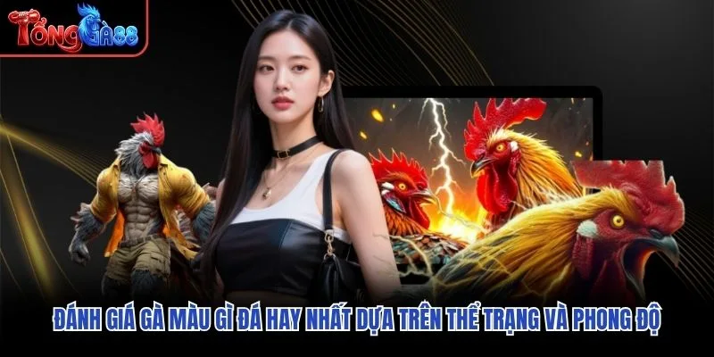 Đánh giá gà màu gì đá hay nhất dựa trên thể trạng và phong độ