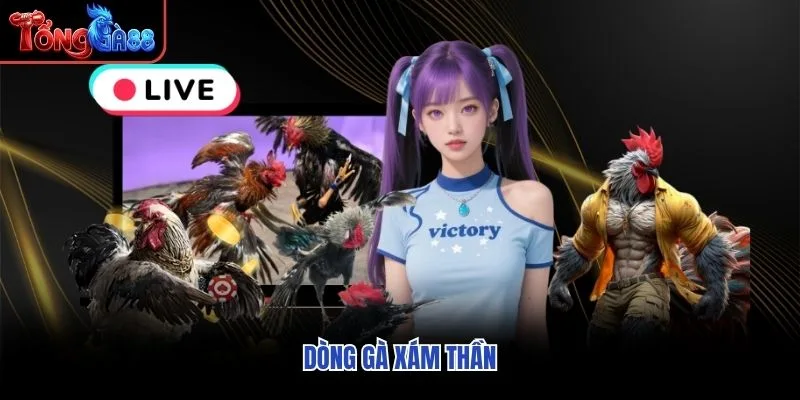 Dòng gà Xám Thần Dòng gà Xám Thần
