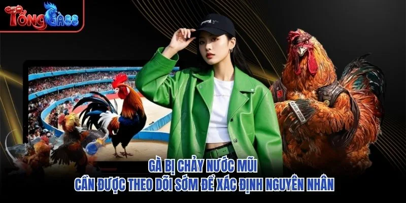 Gà bị chảy nước mũi cần được theo dõi sớm để xác định nguyên nhân