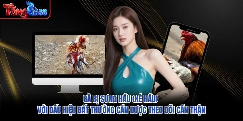 Gà bị sưng hầu (ké hầu) với dấu hiệu bất thường cần được theo dõi cẩn thận