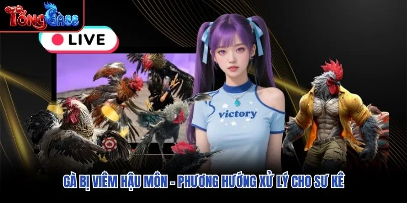 Gà Bị Viêm Hậu Môn – Phương Hướng Xử Lý Cho Sư Kê