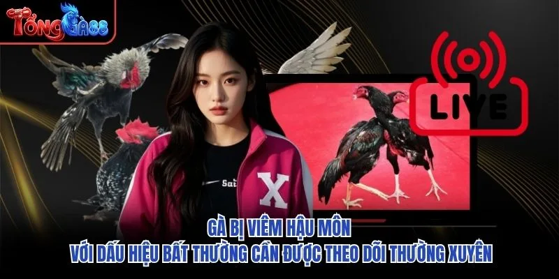 Gà bị viêm hậu môn với dấu hiệu bất thường cần được theo dõi thường xuyên