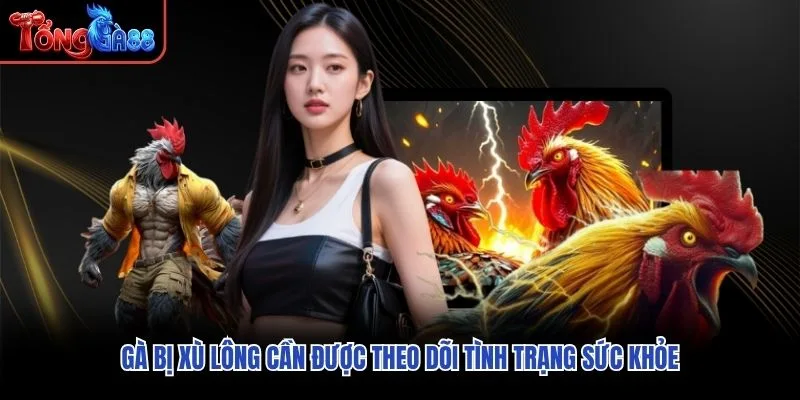 Gà bị xù lông cần được theo dõi tình trạng sức khỏe Gà bị xù lông cần được theo dõi tình trạng sức khỏe
