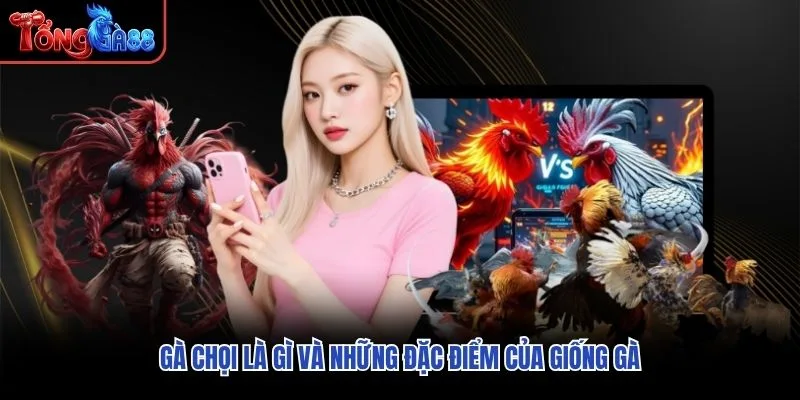 Gà chọi là gì và những đặc điểm của giống gà Gà chọi là gì và những đặc điểm của giống gà