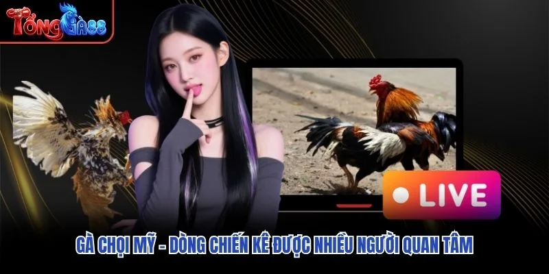 Gà Chọi Mỹ – Dòng Chiến Kê Được Nhiều Người Quan Tâm
