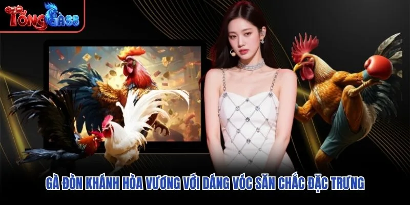 Gà Đòn Khánh Hòa Vương với dáng vóc săn chắc đặc trưng