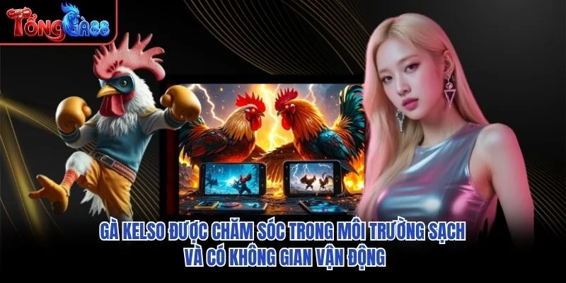 Gà Kelso được chăm sóc trong môi trường sạch và có không gian vận động