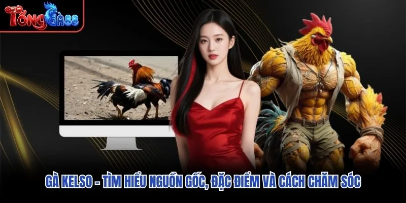 Gà Kelso – Tìm Hiểu Nguồn Gốc, Đặc Điểm Và Cách Chăm Sóc