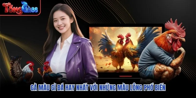 Gà màu gì đá hay nhất với những màu lông phổ biến