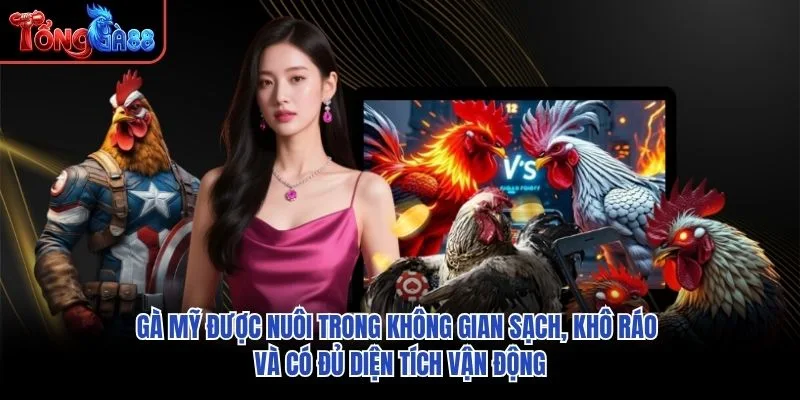 Gà Mỹ được nuôi trong không gian sạch, khô ráo và có đủ diện tích vận động Gà Mỹ được nuôi trong không gian sạch, khô ráo và có đủ diện tích vận động