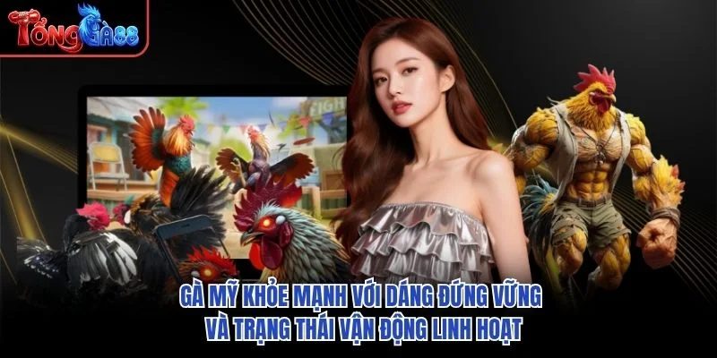 Gà Mỹ khỏe mạnh với dáng đứng vững và trạng thái vận động linh hoạt Gà Mỹ khỏe mạnh với dáng đứng vững và trạng thái vận động linh hoạt