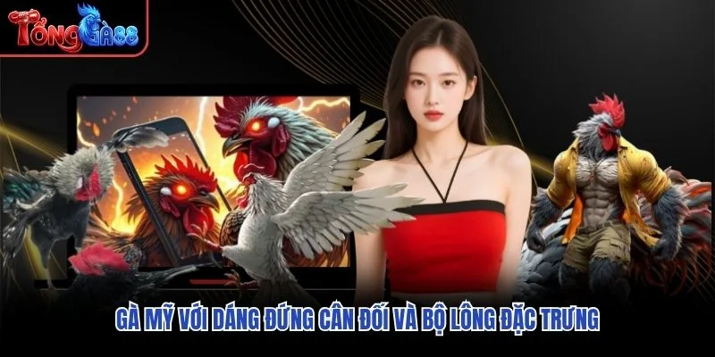 Gà Mỹ với dáng đứng cân đối và bộ lông đặc trưng Gà Mỹ với dáng đứng cân đối và bộ lông đặc trưng