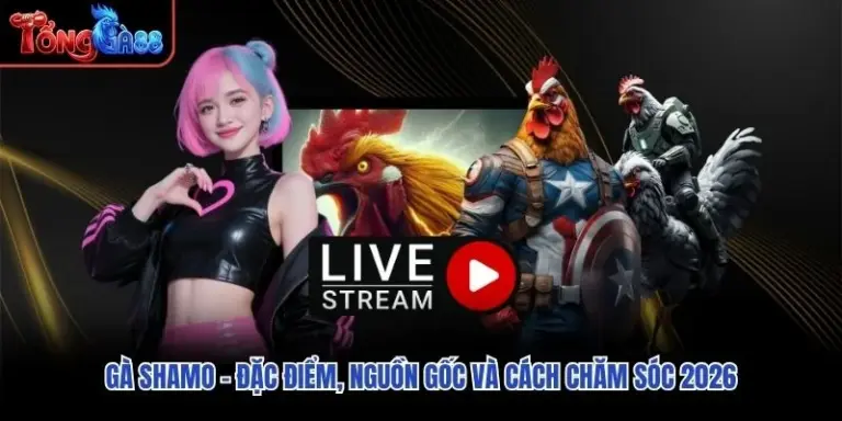 Gà Shamo – Đặc Điểm, Nguồn Gốc Và Cách Chăm Sóc 2026
