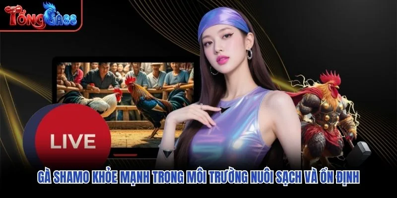 Gà Shamo khỏe mạnh trong môi trường nuôi sạch và ổn định Gà Shamo khỏe mạnh trong môi trường nuôi sạch và ổn định