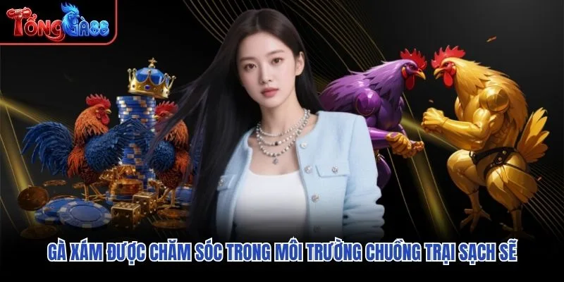 Gà Xám được chăm sóc trong môi trường chuồng trại sạch sẽ Gà Xám được chăm sóc trong môi trường chuồng trại sạch sẽ