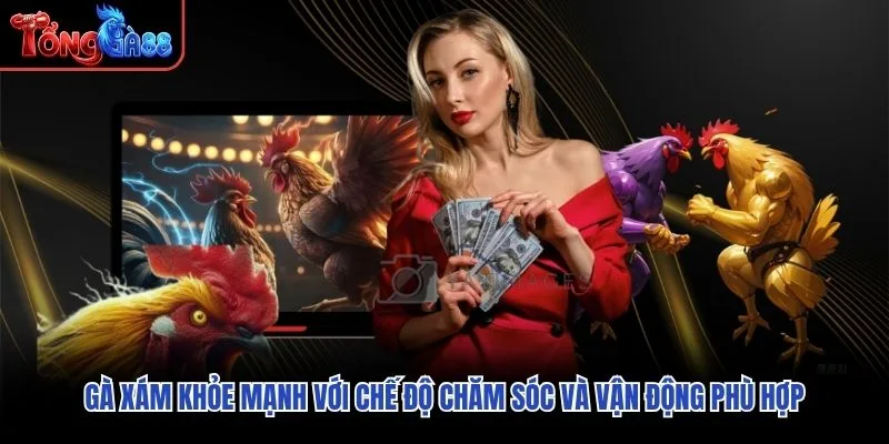 Gà Xám khỏe mạnh với chế độ chăm sóc và vận động phù hợp Gà Xám khỏe mạnh với chế độ chăm sóc và vận động phù hợp