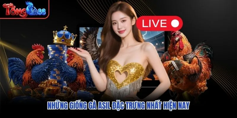 Những giống gà Asil đặc trưng nhất hiện nay Những giống gà Asil đặc trưng nhất hiện nay