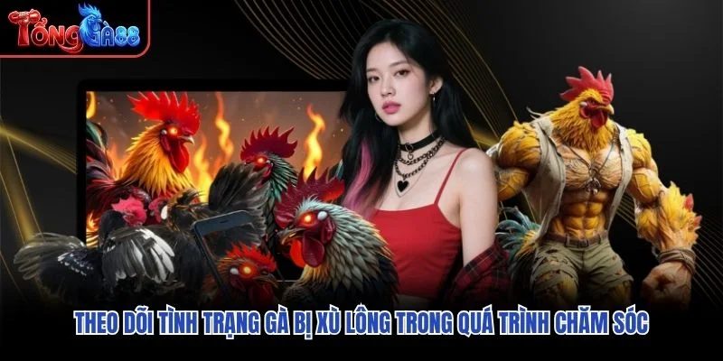 Theo dõi tình trạng gà bị xù lông trong quá trình chăm sóc