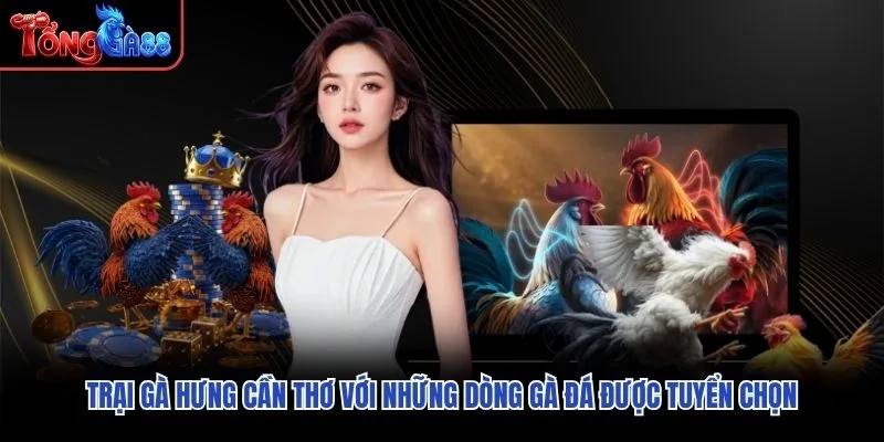 Trại gà Hưng Cần Thơ với những dòng gà đá được tuyển chọn Trại gà Hưng Cần Thơ với những dòng gà đá được tuyển chọn