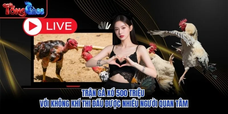 Trận Gà Xổ 500 Triệu với không khí thi đấu được nhiều người quan tâm