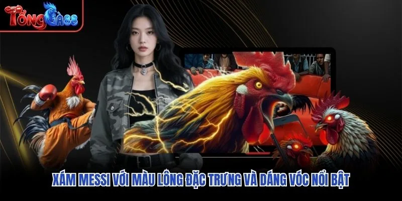 Xám Messi với màu lông đặc trưng và dáng vóc nổi bật Xám Messi với màu lông đặc trưng và dáng vóc nổi bật